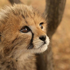 baby cheetah