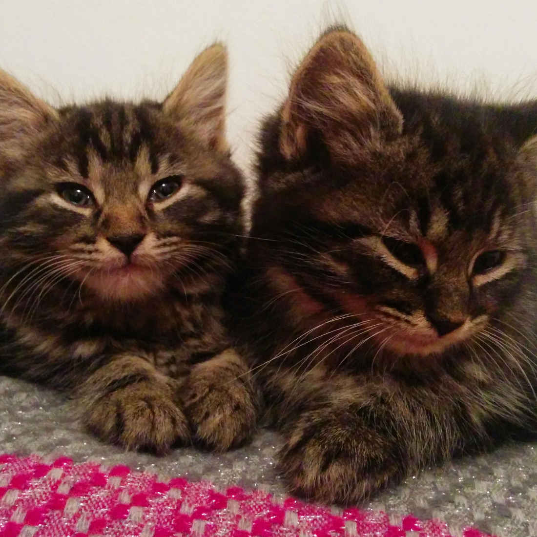 Two grey tabby kittens