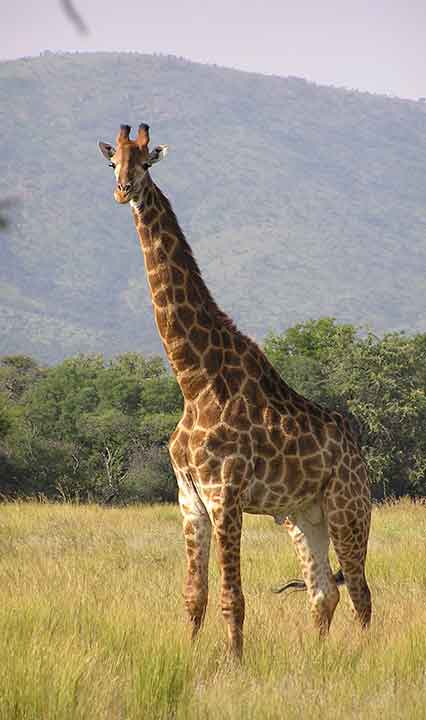 Giraffe