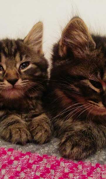 Two tabby kittens