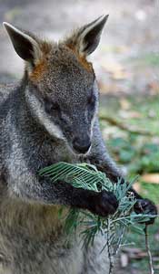 Wallaby