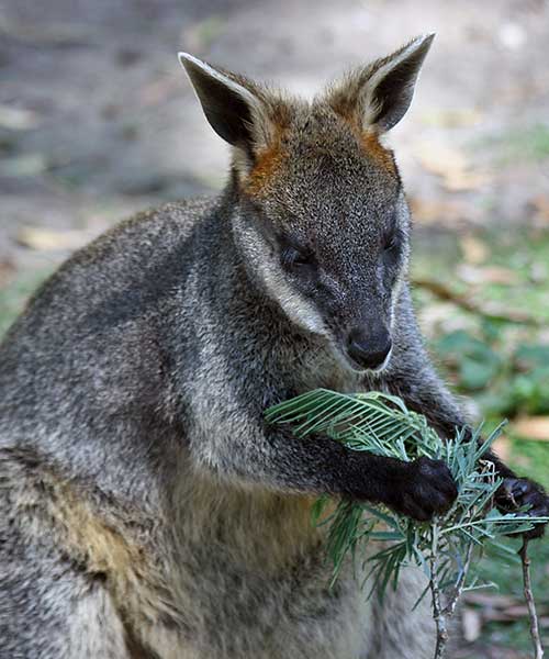 Wallaby