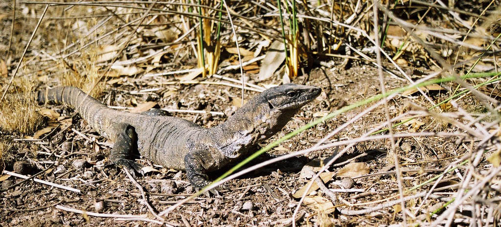 Goanna