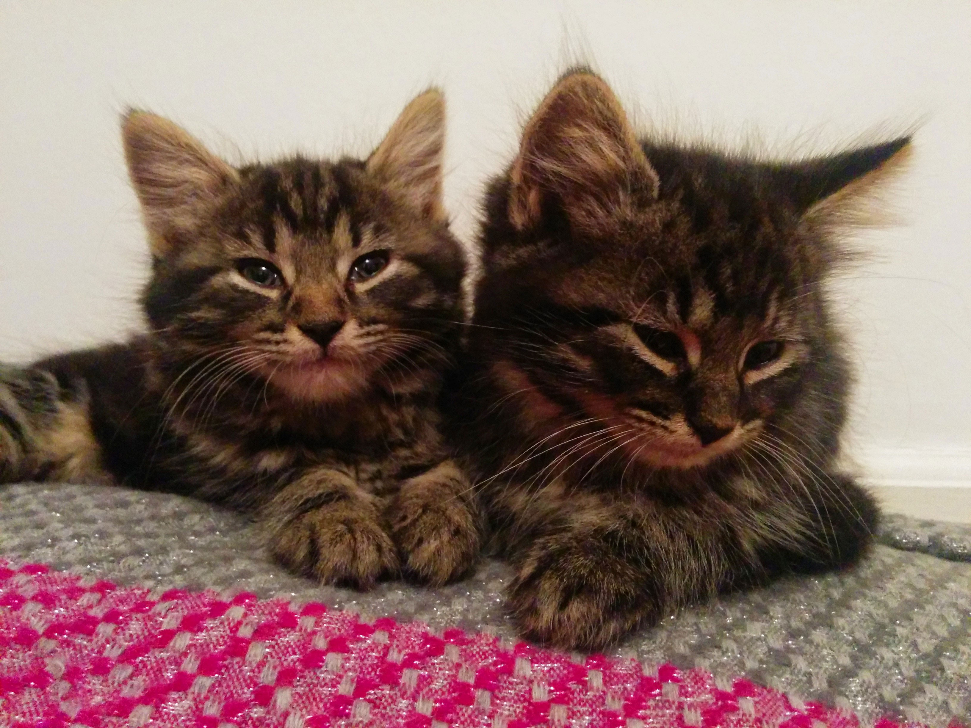 Two grey tabby kittens