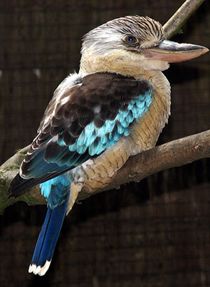 The kookaburra: a terrestrial tree kingfisher native to Australia and New Guinea (according to Wikipedia)