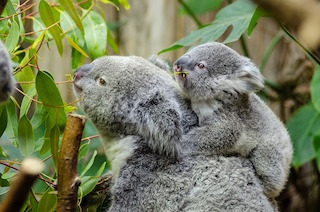 Koala